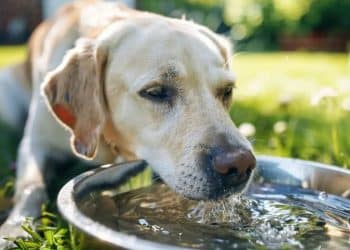 A dog drinks from a water bowl