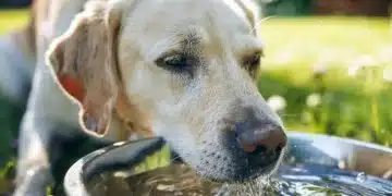 A dog drinks from a water bowl