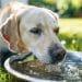 A dog drinks from a water bowl