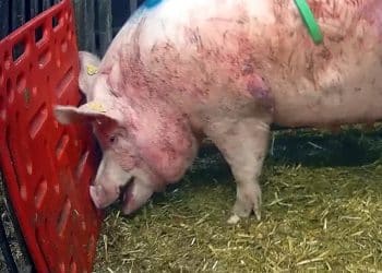 A pig at North Moor Farm in footage from Animal Justice Project