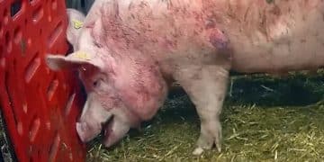 A pig at North Moor Farm in footage from Animal Justice Project