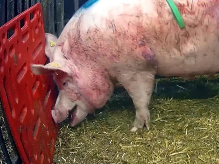 A pig at North Moor Farm in footage from Animal Justice Project