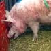 A pig at North Moor Farm in footage from Animal Justice Project