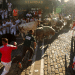Revellers sprint next to bulls during the San Fermin festival in Pamplona, Spain. The festival is best known for the Running of the Bulls, where each morning runners sprint alongside six fighting bulls over an 875-meter (0.54-mile) course to the bull ring.