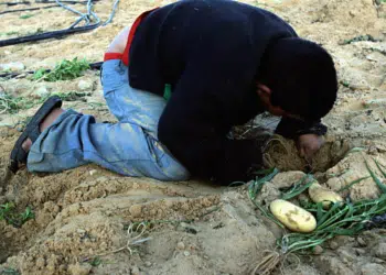 Gaza - boy crouches over vegetable field