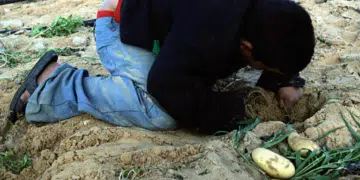 Gaza - boy crouches over vegetable field