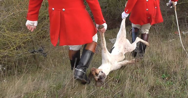 Two staff from Fitzwilliam Hunt carrying a dead hound